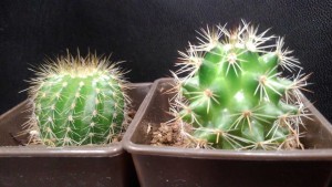 さぼてん