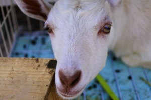 _DSC0777