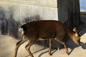 s-_DSC0161