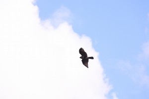 s-_DSC0416