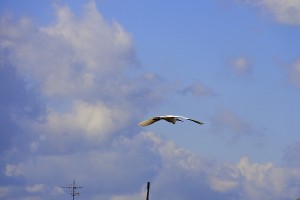 s-_DSC0447