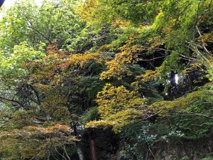 縮小IMG_8468