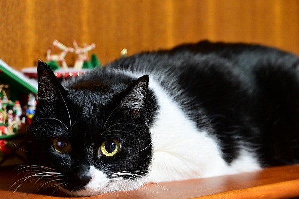 s-DSC_2935