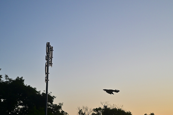 s-DSC_6348