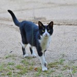 s-DSC_6436