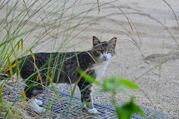 s-DSC_6468