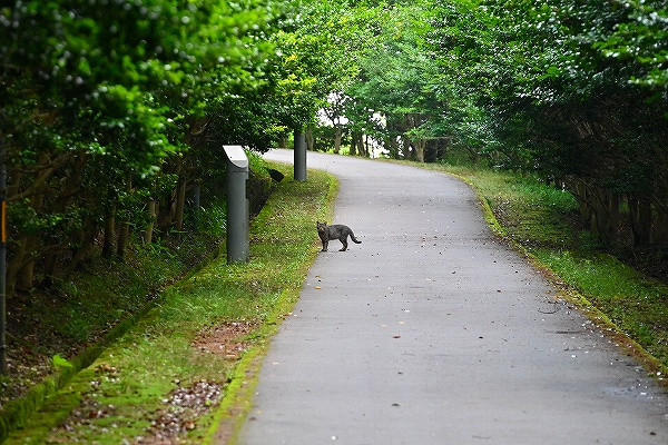 s-DSC_6474