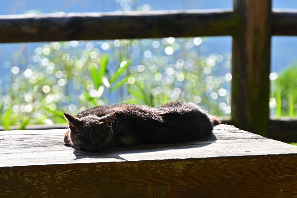 s-DSC_6482