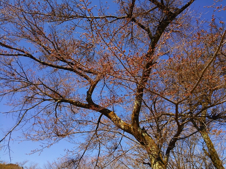 DSC_9219