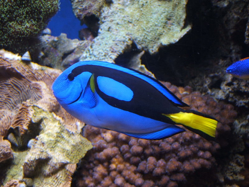 800px-Blue_tang_(Paracanthurus_hepatus)_01