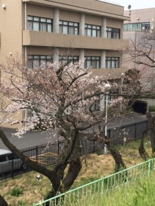 岩淵さくら