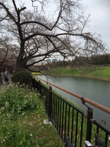 千鳥ヶ淵１