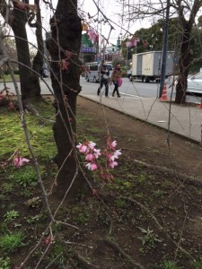 桜