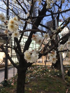 ume1