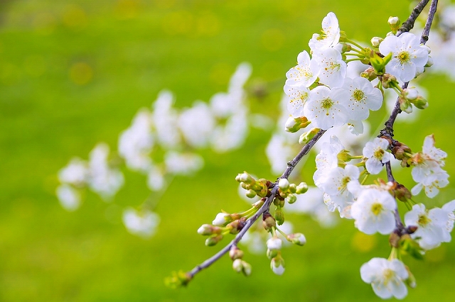 marvelous-flowering-cherry-1366109_960_720