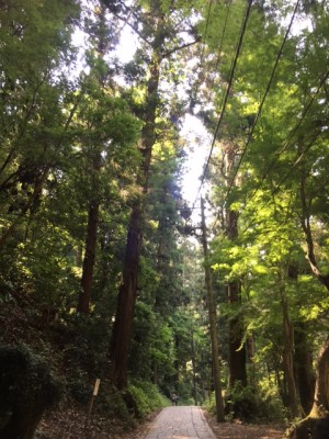 takao_michi