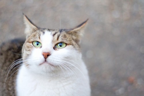 neko