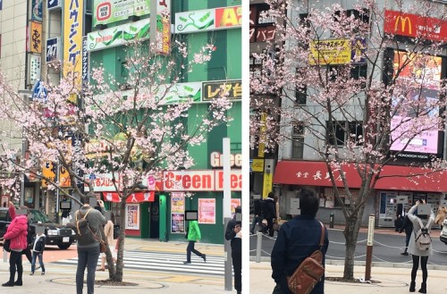 SAKURA001