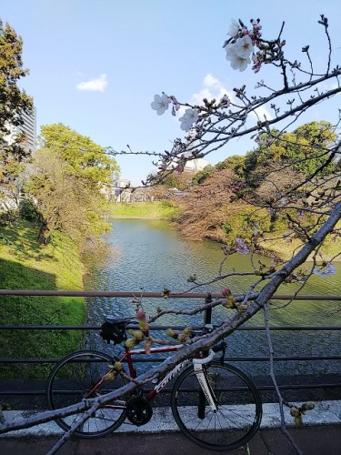 002_千鳥ヶ淵_01