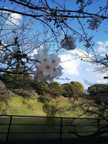 005_千鳥ヶ淵_04