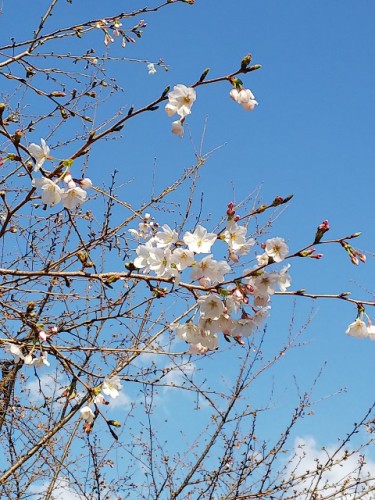006_千鳥ヶ淵_05