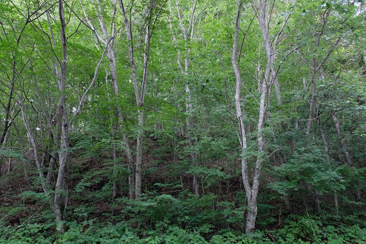 DSCF2766