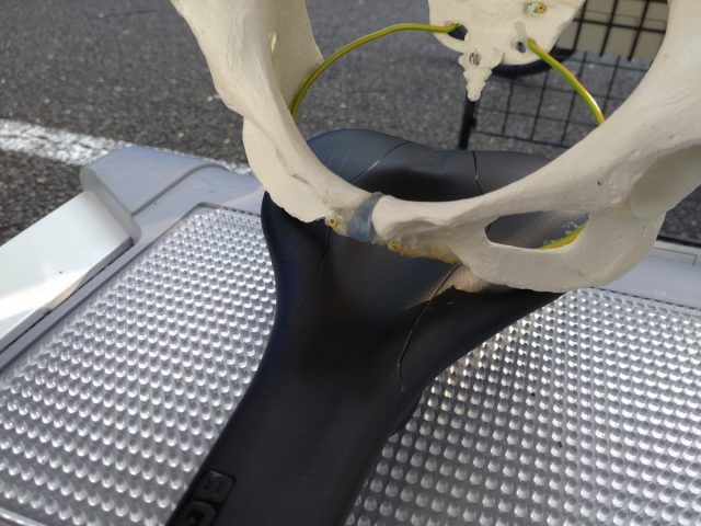 骨格標本