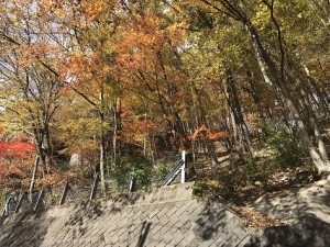 IMG_2207