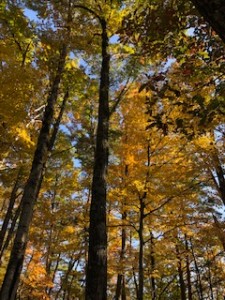 IMG_2768