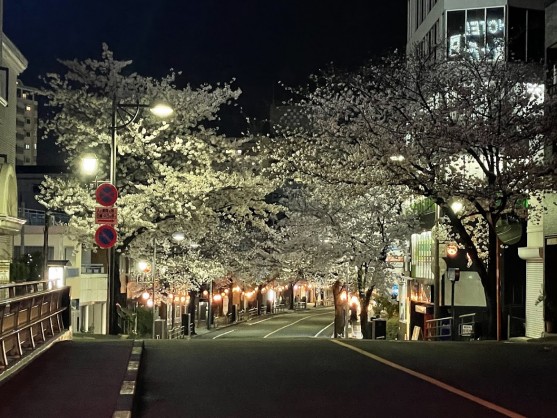 桜ヶ丘いろは坂桜写真