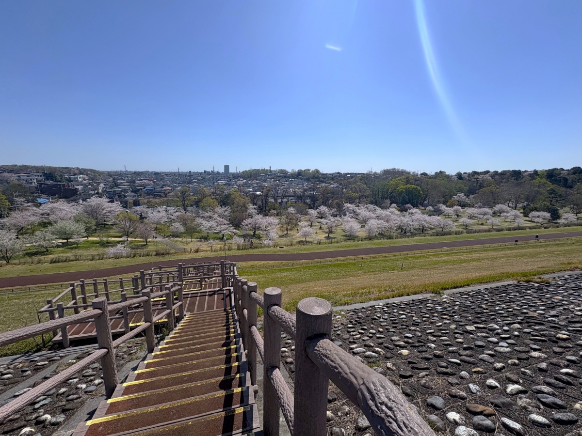 多摩湖 堤防 狭山公園 桜並木