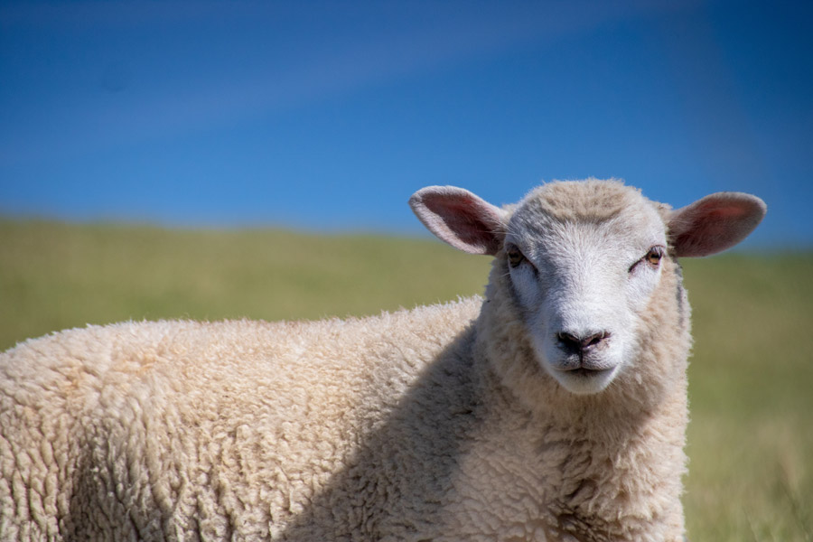 wool
