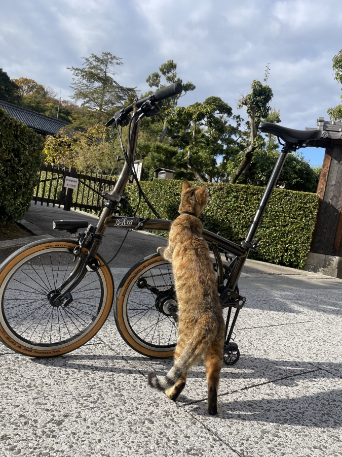 今週末開催！迫るBROMPTONライド！ | 神戸で自転車をお探しならY's Road 神戸店