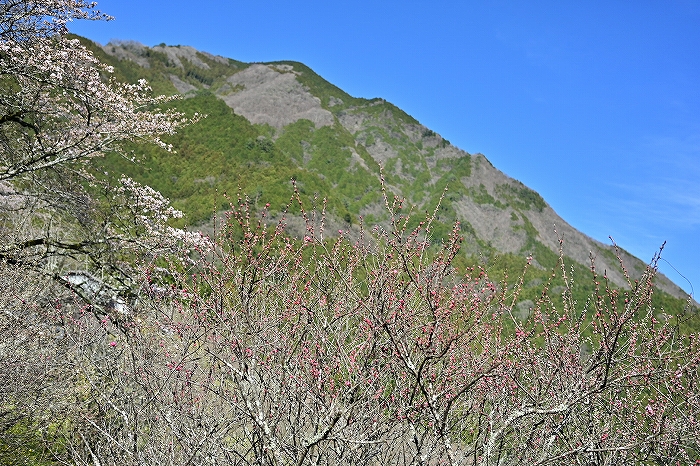 S-DSC_2915