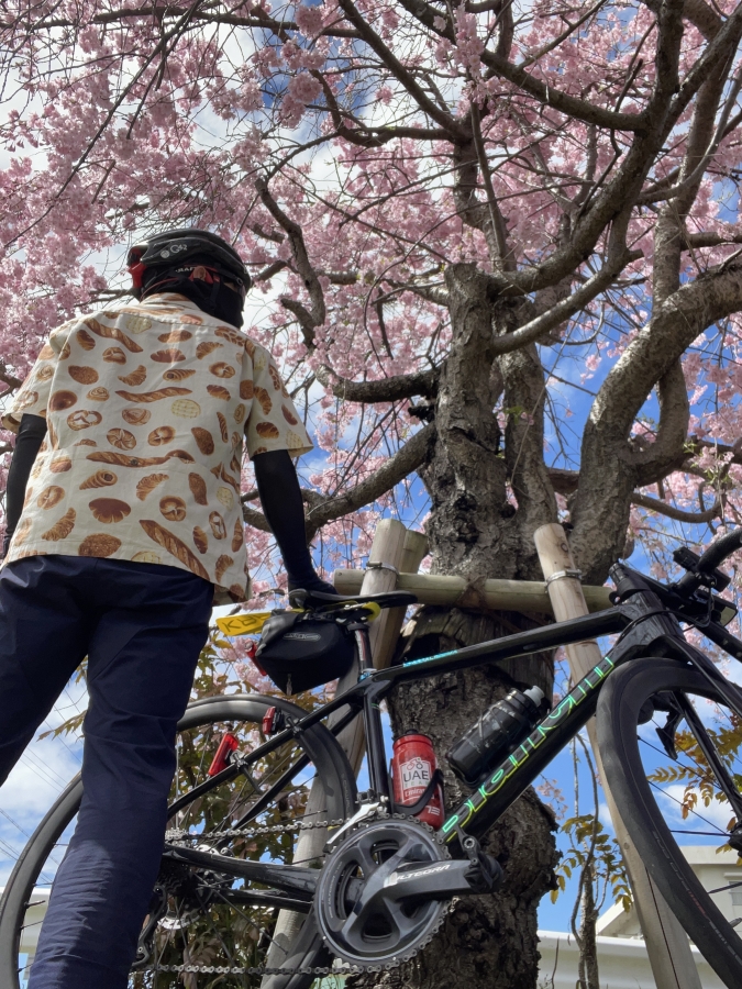 花よりパン！？人気アロハシャツで愛車と桜を撮影してきました♪ | サイクルウェアのことならY's Road 名古屋ウェア館