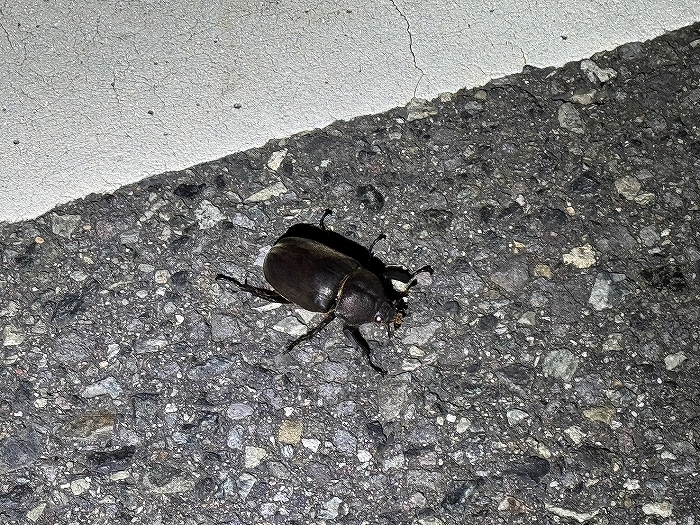 S-S__12386352_0