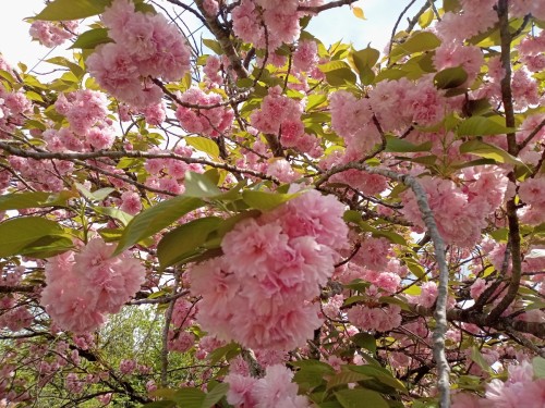 05_八重桜