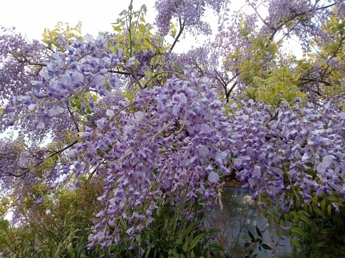 06_藤の花